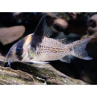 CW27 Brevirostris Cory - Hoplisoma Brevirostre