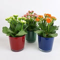Topfpflanze Kalanchoe