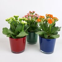 Topfpflanze Kalanchoe