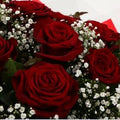 12 Red Roses With Gypsophila