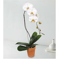 White Cascading Orchid