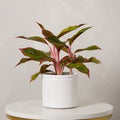 Aglaonema with Pot