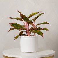 Aglaonema with Pot