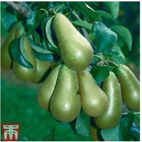 Pear 'Conference' Bare Root Fruit Tree - Late-Season, Hardy, Long Storage | Wowcher