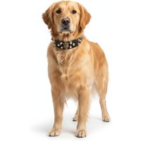 Guardian Kings Studded Collar for Golden Retriever - M