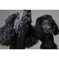 Pet Photoshoot & £250 Gift Certificate to Spend on Any Artwork | Wowcher