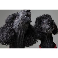 Pet Photoshoot & £250 Gift Certificate to Spend on Any Artwork | Wowcher