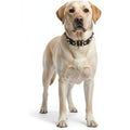 Warlord Studded Collar for Golden Retriever - L