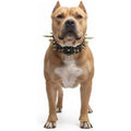 Titan Spiked Collar - Black , XXL