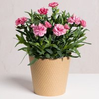 Pink Carnation Plant