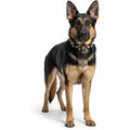 Guardian Kings Studded Collar for German Shepherd - M
