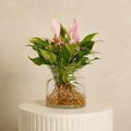 Anthurium ‘Lilli’ with Vase