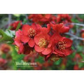 Chaenomeles Superba Flowering Shrub - Crimson & Gold, Compact, 9cm Pot | Wowcher