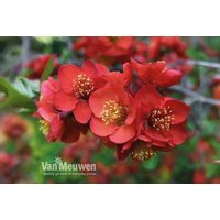 Chaenomeles Superba Flowering Shrub - Crimson & Gold, Compact, 9cm Pot | Wowcher