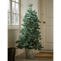 Indoor Outdoor Fabulously Full Fir Tree - Potted