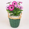 Osteospermum als Topfpflanze