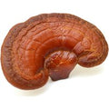 Reishi [Ganoderma lucidum] Bio (Mushrooms For Life) 60 capsules