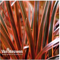 Uncinia Everflame Sedge Grass - Vibrant Perennial, Year-Round Colour, 30cm Height | Wowcher