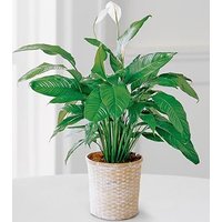 FTD Peace Lily Plant