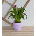 Zimmerpflanze Calla lila