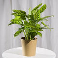 Calathea Plant