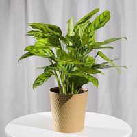 Calathea Plant