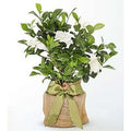 Graceful Gardenia Plant - FedEx