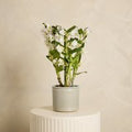 Dendrobium Orchid with Pot