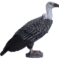 Griffon Vulture
