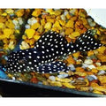 L201 Snowflake Inspector Pleco - Hypancistrus Inspector