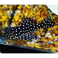 L201 Snowflake Inspector Pleco - Hypancistrus Inspector