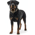 Guardian Kings Studded Collar for Rottweiler - S