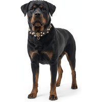 Guardian Kings Studded Collar for Rottweiler - S