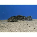 L30 Peppermint Pleco - Spectracanthicus Punctatissimus