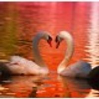 Swans