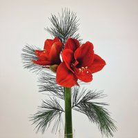 Blumenstrauß Amaryllis