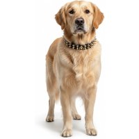 Legion Spiked Collar for Golden Retriever - L