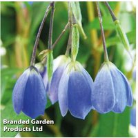 Sollya Bluebell Creeper - Evergreen Flowering Climber, 2m Height, 9cm Pots | Wowcher