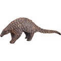 Indian Pangolin