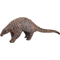 Indian Pangolin