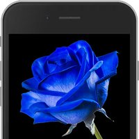 Blue E-Rose