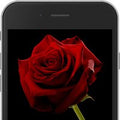 Red E-Rose