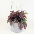 "Peperomia Cayenne"