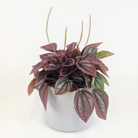 "Peperomia Cayenne"