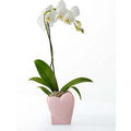 Sweetheart Orchid - FedEx