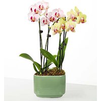 Blooming Embrace Orchid Duo - FedEx